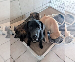 Wright - Male Labrador Retriever-Unknown Mix Dog for Adoption - Photo #3