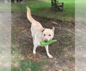 Alfee - Male Chow Chow-Unknown Mix Dog for Adoption - Photo #4