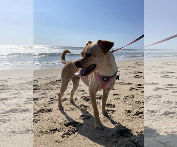 Medium Photo #2 Chihuahua-Unknown Mix Puppy For Sale in Newport Beach, CA, USA