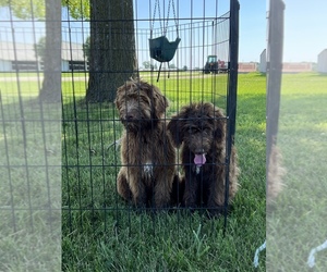 Aussiedoodle Puppy for sale in MILTON, IA, USA