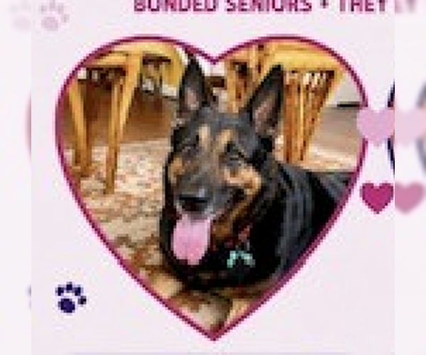 Medium Photo #1 German Shepherd Dog-Unknown Mix Puppy For Sale in Decatur, GA, USA