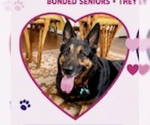 German Shepherd Dog-Unknown Mix Dogs for adoption in Decatur, GA, USA