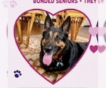 Rocky Urgently needs foster or adopter - Male German Shepherd Dog-Unknown Mix Dog for Adoption - Small photo