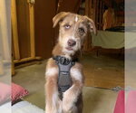 Small #1 Siberian Husky Mix