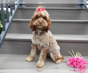 Cockapoo Puppy for sale in MILLERSBURG, OH, USA