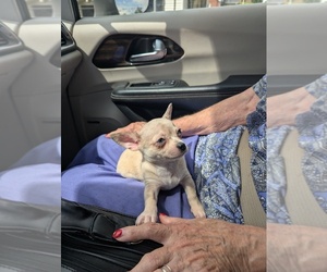 Chihuahua Puppy for sale in MARION, VA, USA