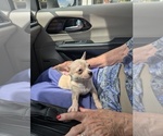 Image preview for Ad Listing. Nickname: Pugsley