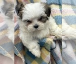 Small Photo #4 Mal-Shi Puppy For Sale in SILEX, MO, USA