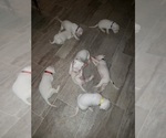 Small Photo #17 Dogo Argentino Puppy For Sale in RYAN, OK, USA