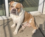 Small Photo #1 Olde English Bulldogge Puppy For Sale in ELYRIA, OH, USA