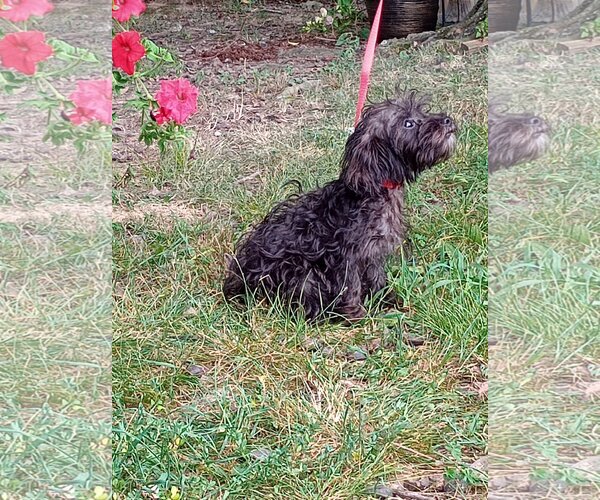 Medium Photo #2 Mutt Puppy For Sale in HOPKINSVILLE/PRINCETON, KY, NH, USA