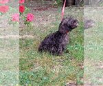 Small #1 Mutt