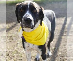 Mutt Dogs for adoption in San Antonio, TX, USA