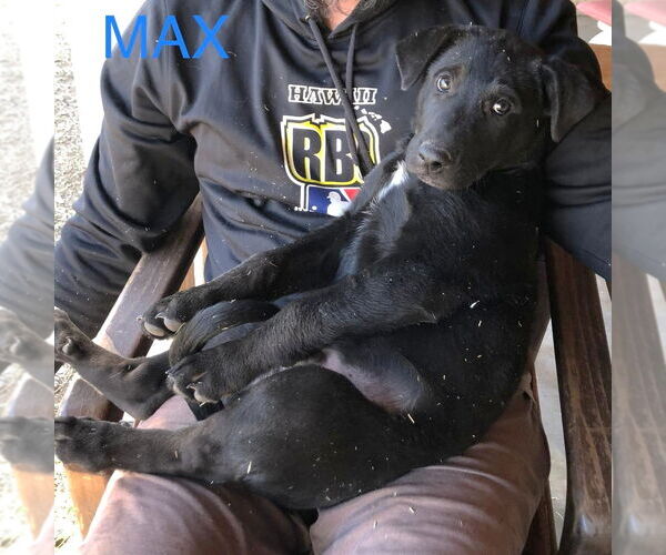 Medium Photo #2 Mutt Puppy For Sale in Golden Valley, AZ, USA