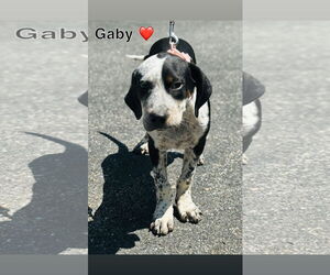 Mutt Dogs for adoption in Sterling, MA, USA