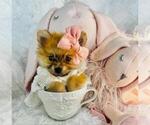 Small #6 Pomeranian