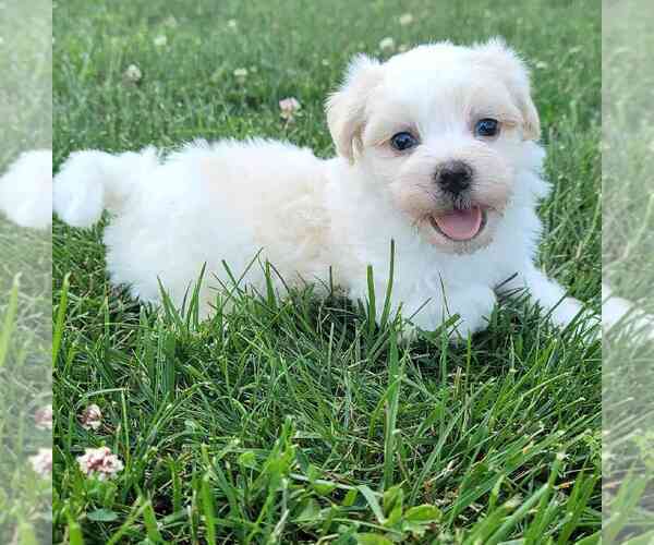 Medium Photo #1 Havamalt Puppy For Sale in MOUNT VERNON, OH, USA