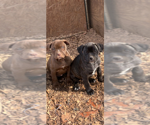 American Pit Bull Terrier Puppy for sale in FAIRBURN, GA, USA
