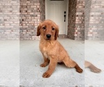 Small Photo #2 Golden Retriever Puppy For Sale in GREENFIELD, IN, USA