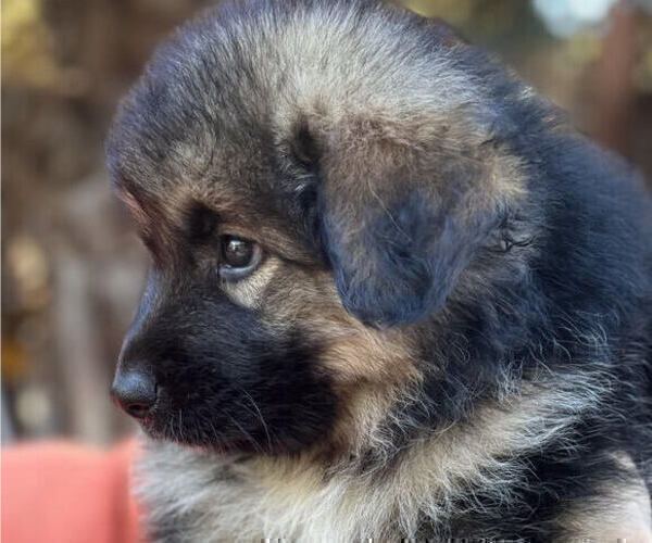 Medium Photo #3 King Shepherd Puppy For Sale in GRAND CANYON CAVERNS, AZ, USA