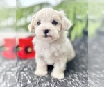 Image preview for Ad Listing. Nickname: Allison