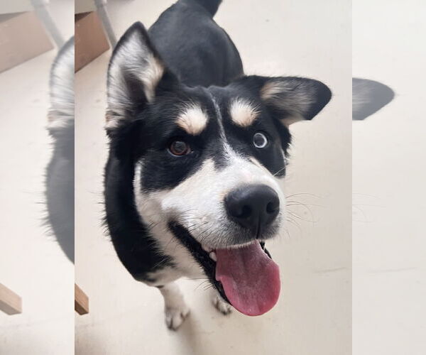 Medium Photo #4 Siberian Husky-Unknown Mix Puppy For Sale in Webster, WI, USA