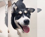 Small #3 Siberian Husky Mix