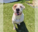 Small Mastiff Mix