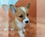 Small #3 Pembroke Welsh Corgi