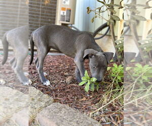 Selene - Female American Pit Bull Terrier Dog for Adoption - Photo #4