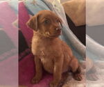 Small #2 Labrador Retriever Mix
