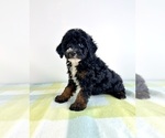 Small #3 Bernedoodle (Miniature)