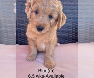 Goldendoodle Puppy for sale in ELBERT, CO, USA