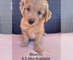 Small Photo #1 Goldendoodle Puppy For Sale in ELBERT, CO, USA