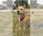 Small #4 Chow Chow-German Shepherd Dog Mix