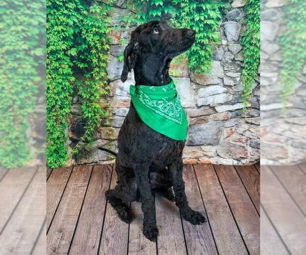 Medium Photo #3 Poodle (Standard) Puppy For Sale in Kennesaw, GA, USA