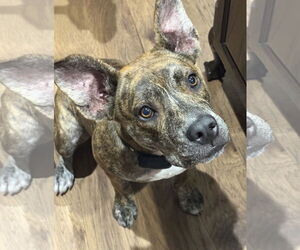 Evie - Female Mutt Dog for Adoption - Photo #5
