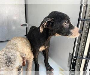 Labrador Retriever-Unknown Mix Dogs for adoption in Houston, TX, USA