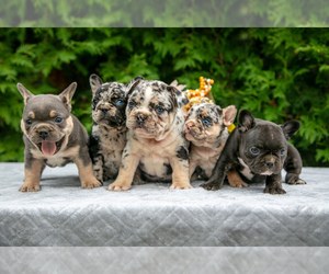 French Bulldog Litter for sale in NAPPANEE, IN, USA