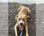Small #2 Labrador Retriever Mix