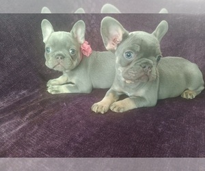 French Bulldog Litter for sale in MORENO VALLEY, CA, USA