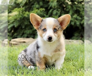 Pembroke Welsh Corgi Puppy for sale in ATGLEN, PA, USA