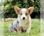 Small Pembroke Welsh Corgi