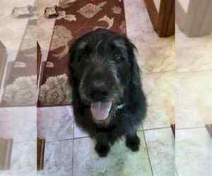 Goldendoodle-Labrador Retriever Mix Dogs for adoption in NORTH CANTON, OH, USA