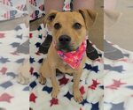 Small #1 Mutt