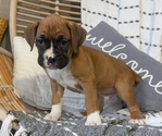 Small Photo #39 Boxer Puppy For Sale in GOSHEN, IN, USA