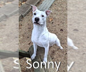 Staffordshire Bull Terrier-Unknown Mix Dogs for adoption in Mountain View, AR, USA