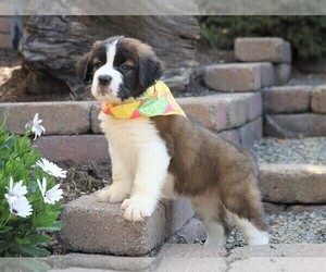 Saint Bernard Puppy for sale in FREDERICKSBG, OH, USA