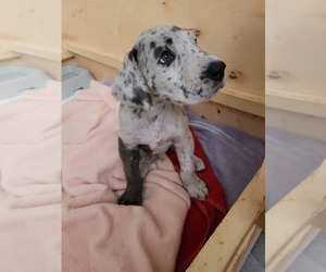 Great Dane Puppy for sale in AURORA, CO, USA