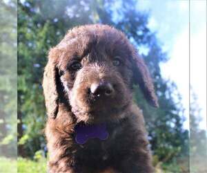 Double Doodle Puppy for sale in MOUNT VERNON, WA, USA